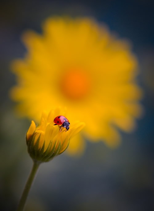 Simply Stunning Macro Photography by Vyacheslav Mishchenko