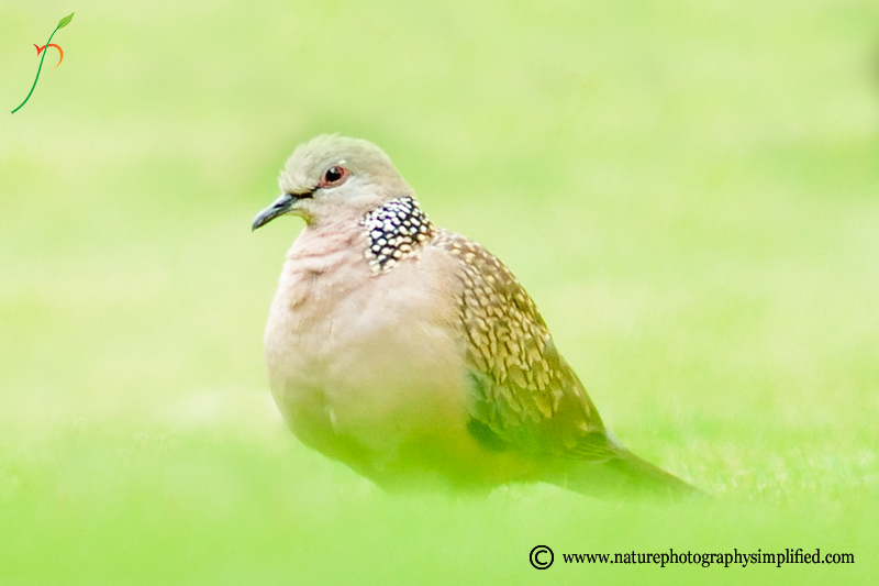 A Simple and Powerful Tip to Improve Your Bird Photography