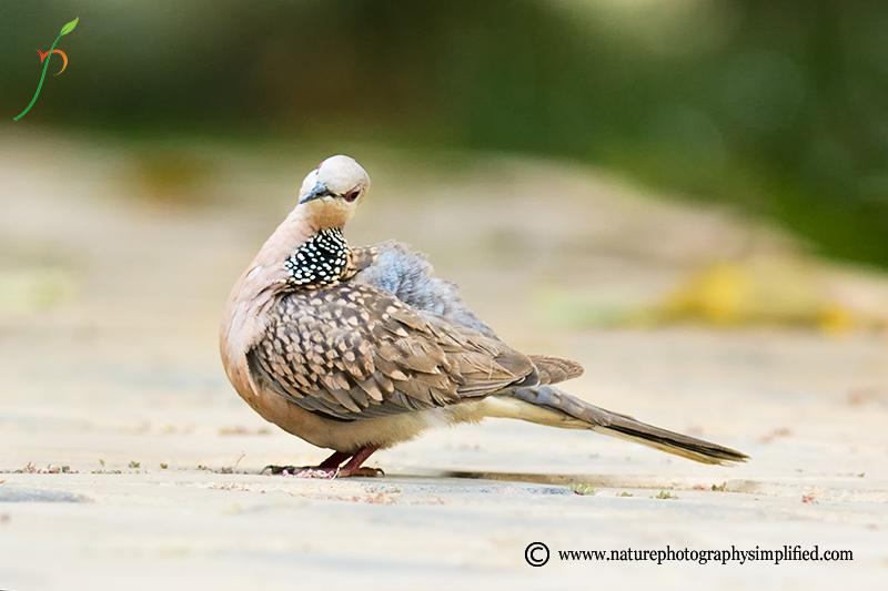 A Simple and Powerful Tip to Improve Your Bird Photography