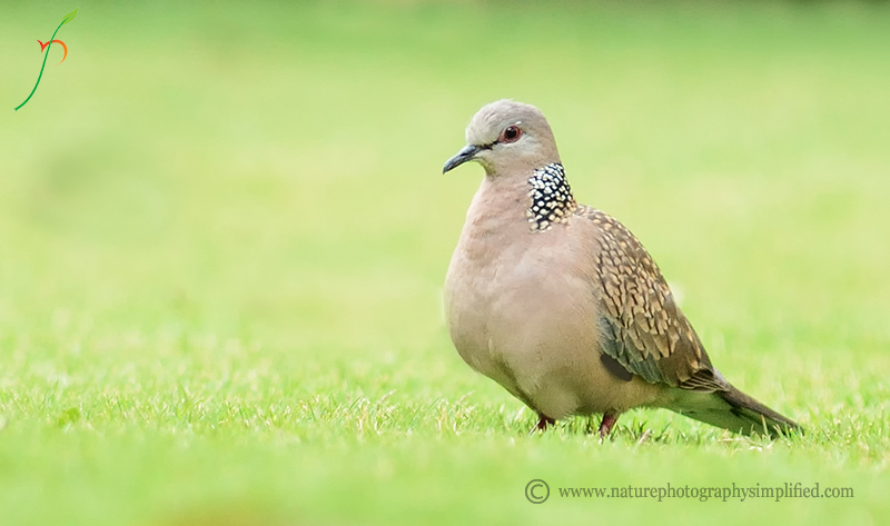 A Simple and Powerful Tip to Improve Your Bird Photography