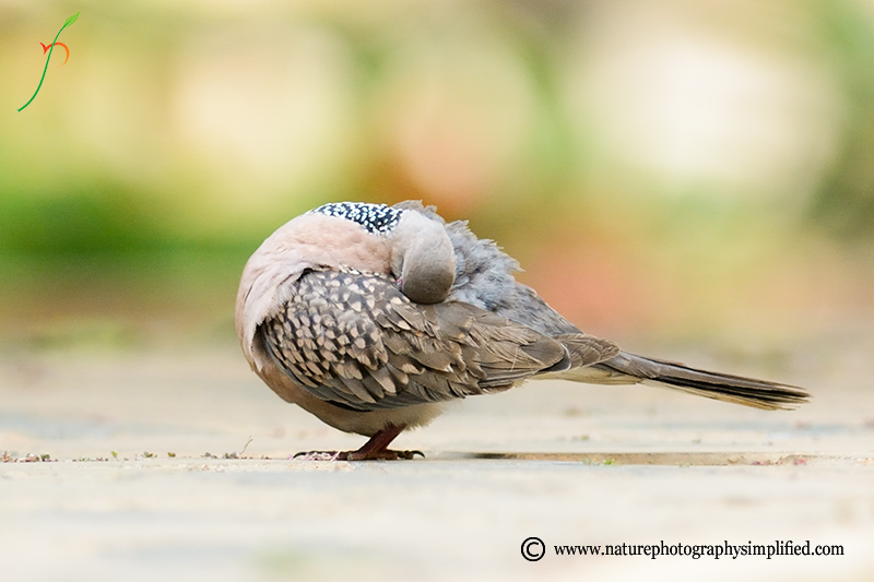 A Simple and Powerful Tip to Improve Your Bird Photography