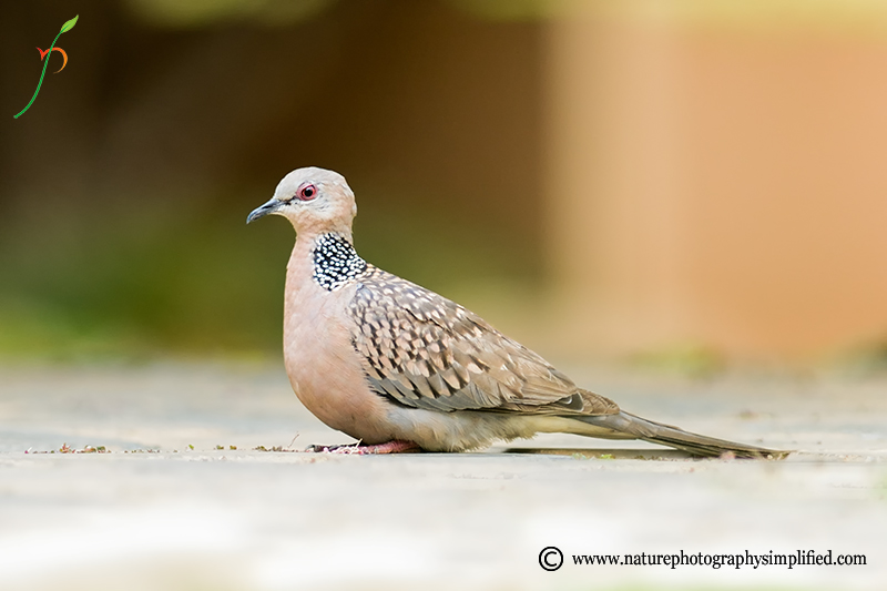 A Simple and Powerful Tip to Improve Your Bird Photography