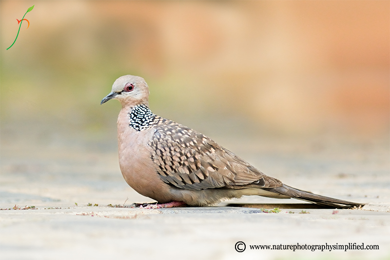 A Simple and Powerful Tip to Improve Your Bird Photography