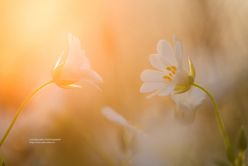 Mesmerizing Nature Photography by Luuk Belgers