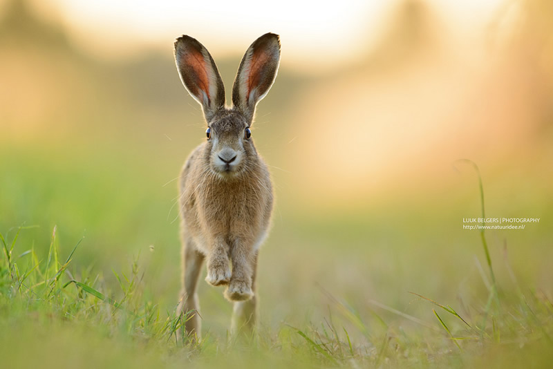 Mesmerizing Nature Photography by Luuk Belgers