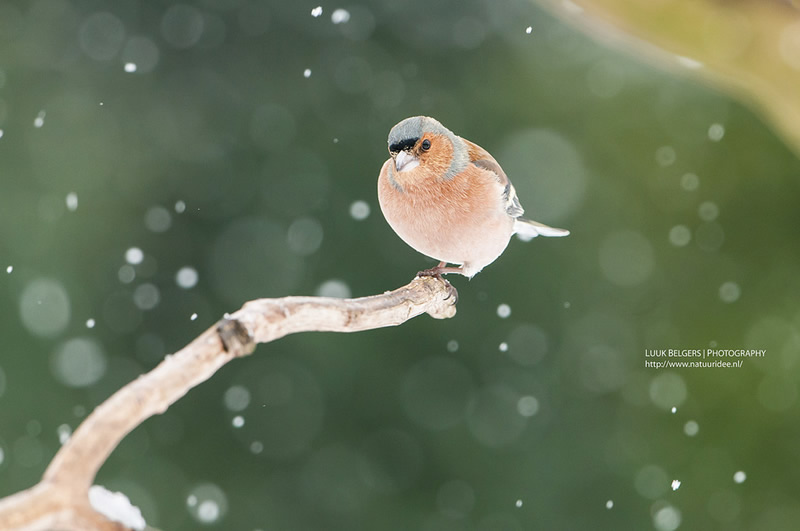 Mesmerizing Nature Photography by Luuk Belgers