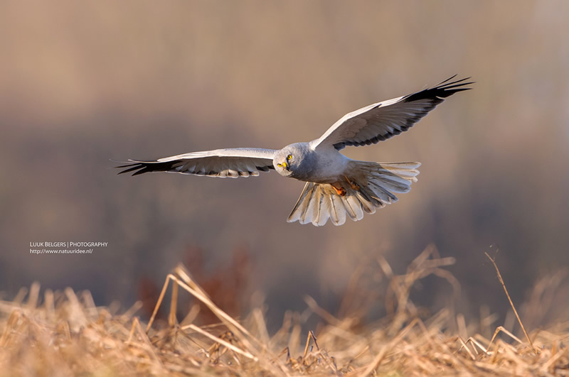 Mesmerizing Nature Photography by Luuk Belgers