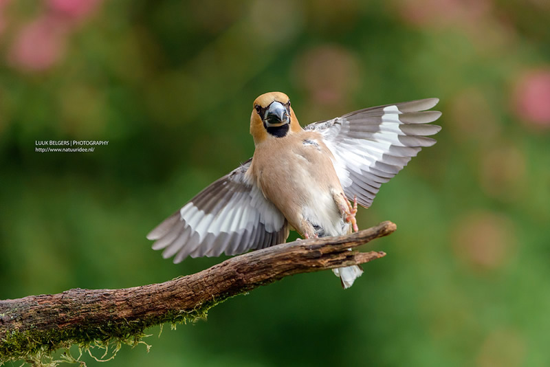 Mesmerizing Nature Photography by Luuk Belgers