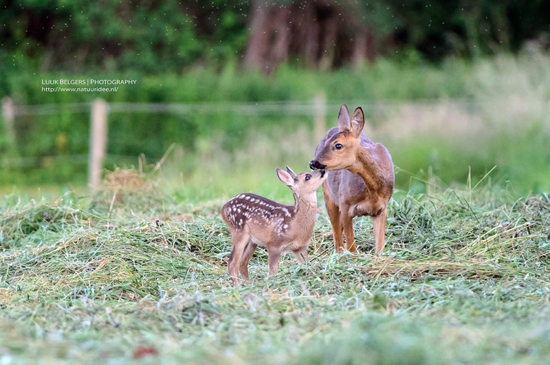 Mesmerizing Nature Photography by Luuk Belgers