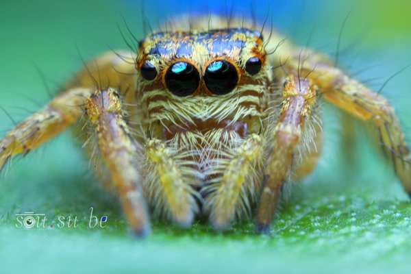 How to use Reverse Ring and Extension Tube for Macro Photography