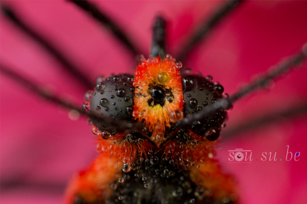 How to use Reverse Ring and Extension Tube for Macro Photography