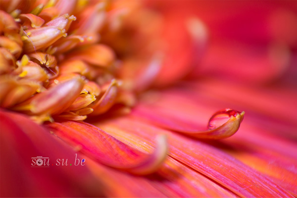 How to use Reverse Ring and Extension Tube for Macro Photography