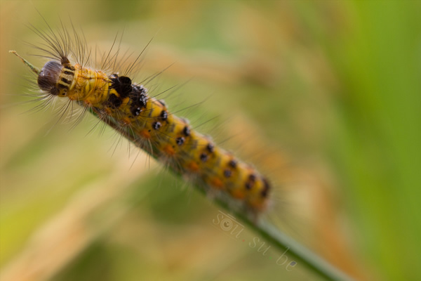 How to use Reverse Ring and Extension Tube for Macro Photography