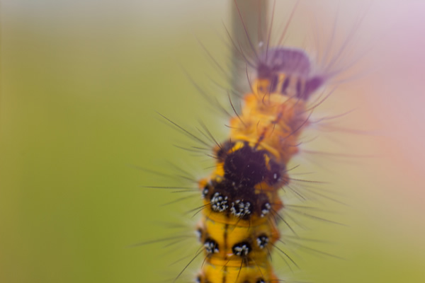 How to use Reverse Ring and Extension Tube for Macro Photography