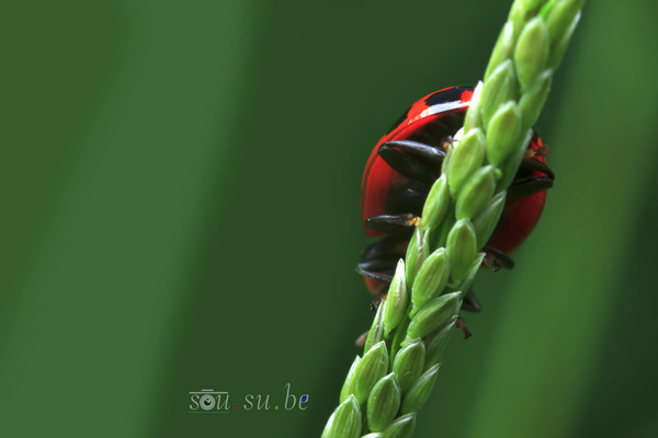 How to use Reverse Ring and Extension Tube for Macro Photography