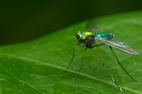 How to use Reverse Ring and Extension Tube for Macro Photography