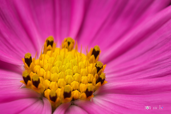 How to use Reverse Ring and Extension Tube for Macro Photography