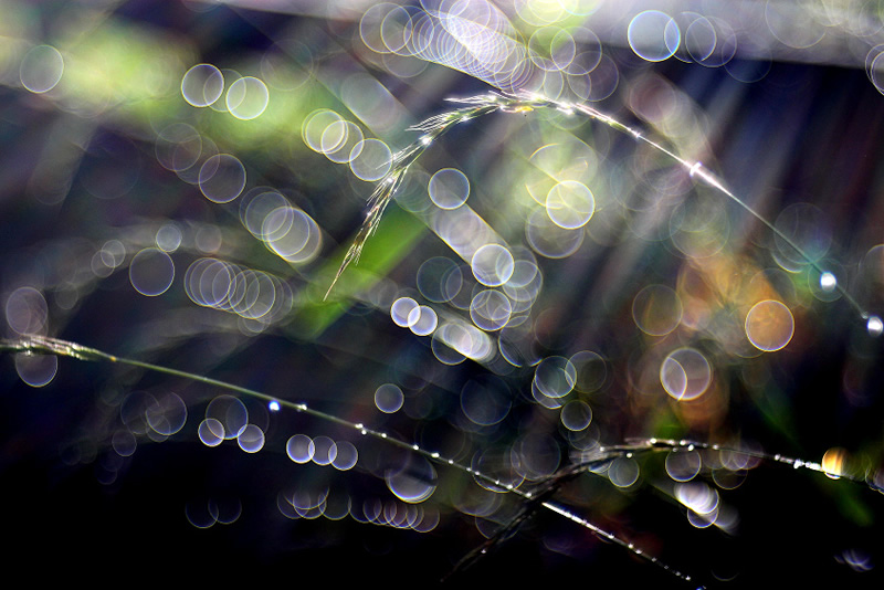 Beautiful Bokeh Photography Tips and Examples