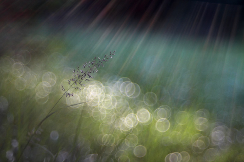 Beautiful Bokeh Photography Tips and Examples