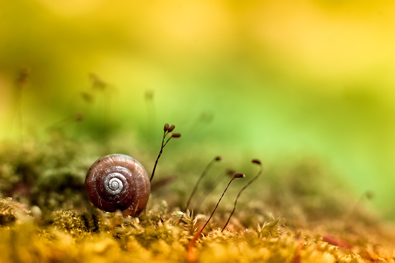 Florence Richerataux: This french Photographer takes craftsty and Bokehlicious Photographs of her garden