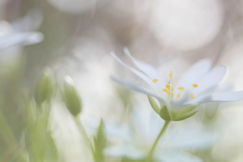 Florence Richerataux: This french Photographer takes craftsty and Bokehlicious Photographs of her garden