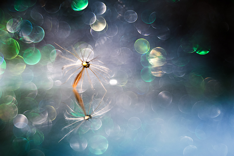 Beautiful Bokeh Photography Tips and Examples