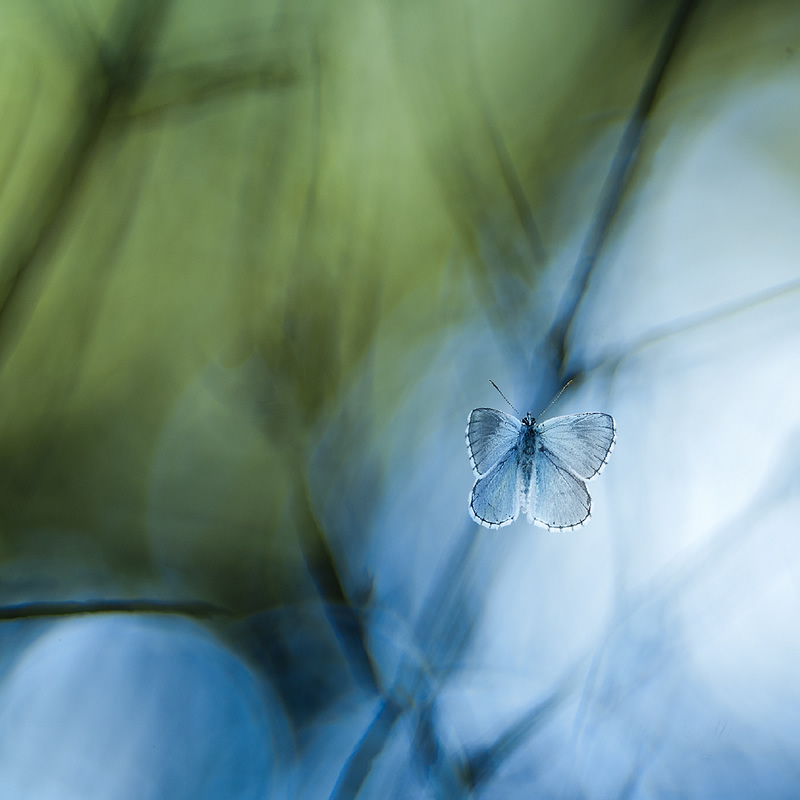 Florence Richerataux: This french Photographer takes craftsty and Bokehlicious Photographs of her garden