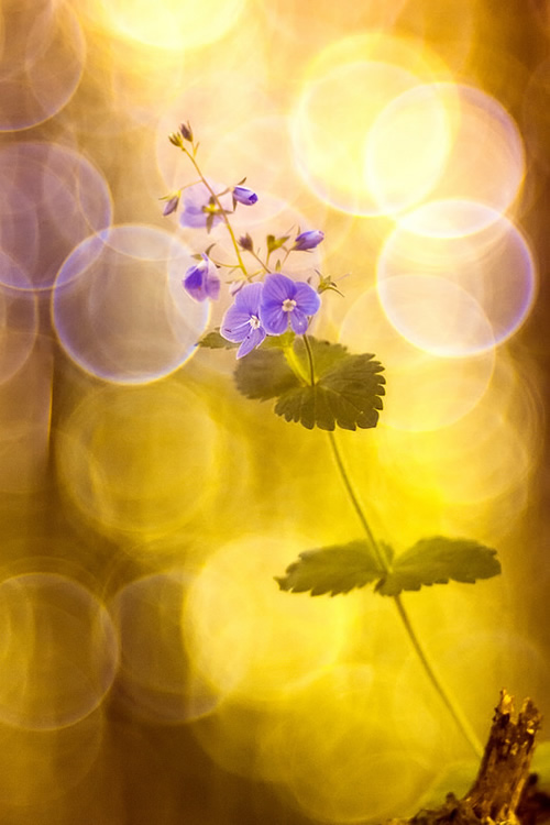 Florence Richerataux: This french Photographer takes craftsty and Bokehlicious Photographs of her garden