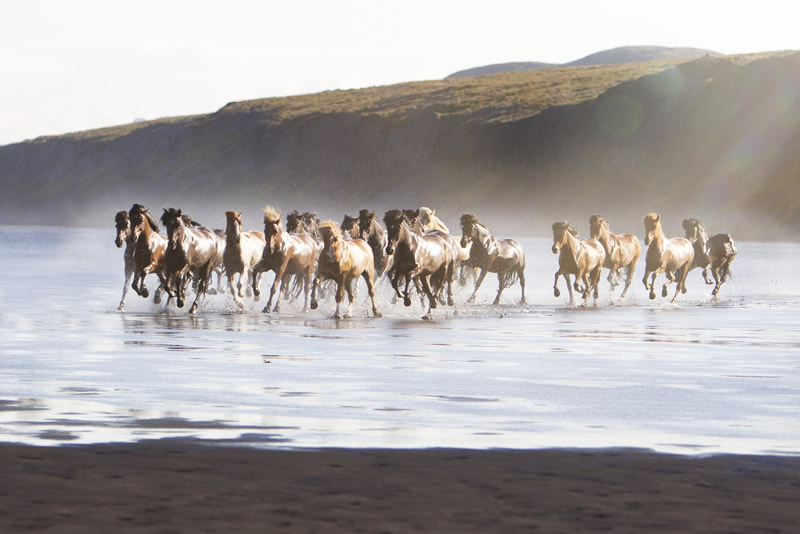 Gigja Einarsdottir is from Iceland and she loves to shoot horses in the most unbelievable way you will see