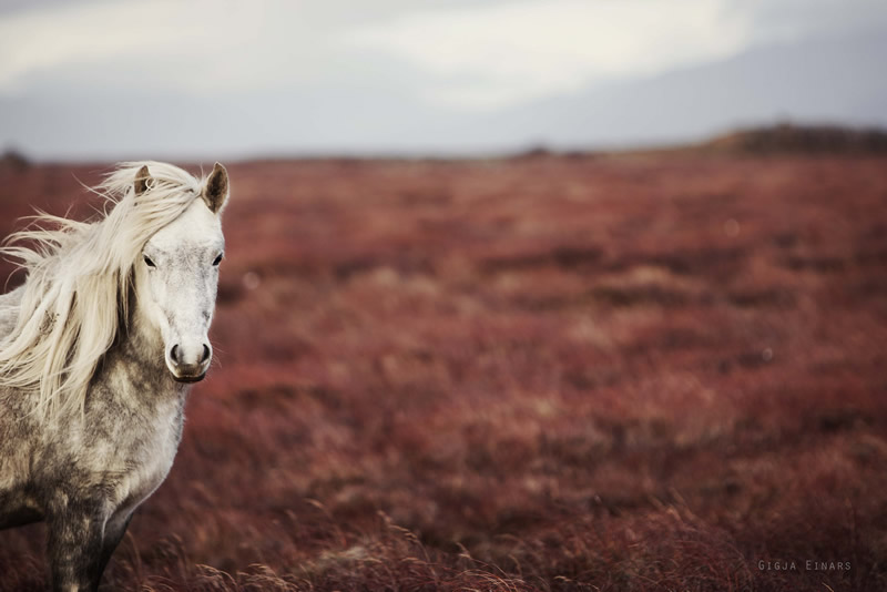 Gigja Einarsdottir is from Iceland and she loves to shoot horses in the most unbelievable way you will see