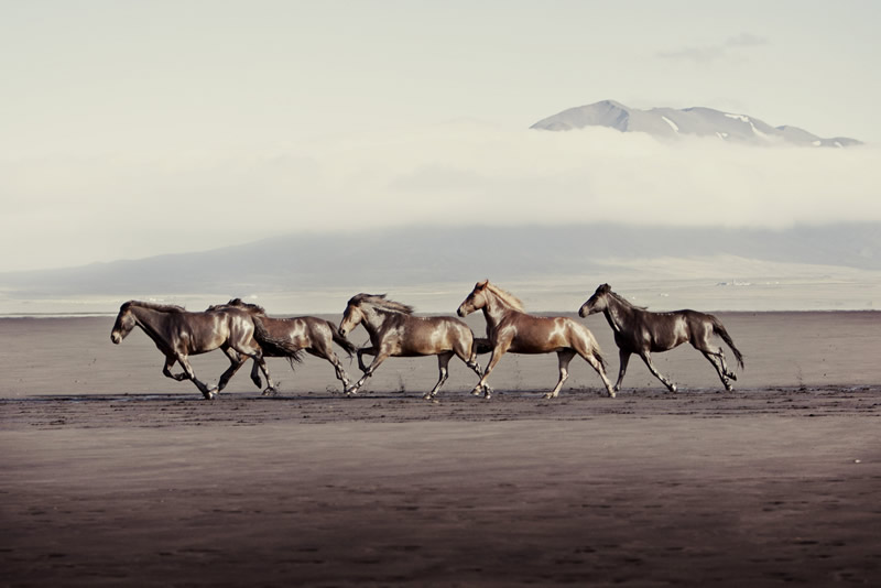 Gigja Einarsdottir is from Iceland and she loves to shoot horses in the most unbelievable way you will see