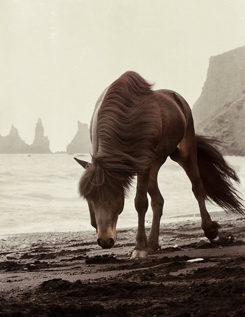 Gigja Einarsdottir is from Iceland and she loves to shoot horses in the most unbelievable way you will see