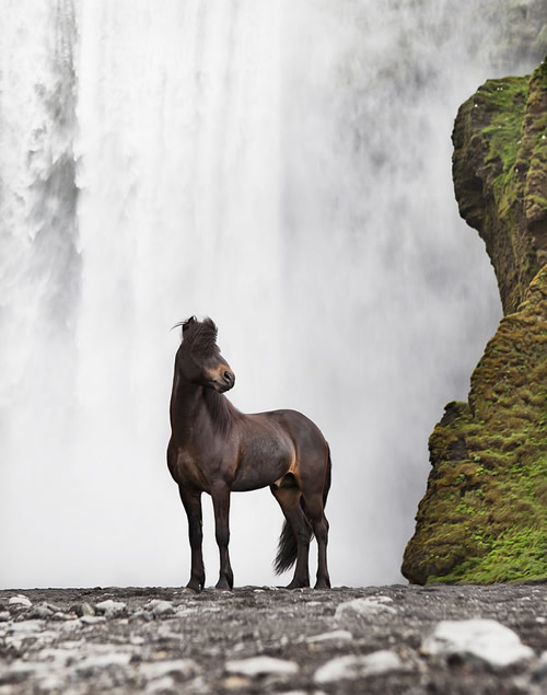 Gigja Einarsdottir is from Iceland and she loves to shoot horses in the most unbelievable way you will see