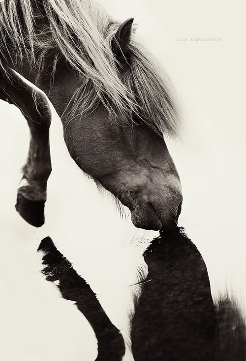 Gigja Einarsdottir is from Iceland and she loves to shoot horses in the most unbelievable way you will see