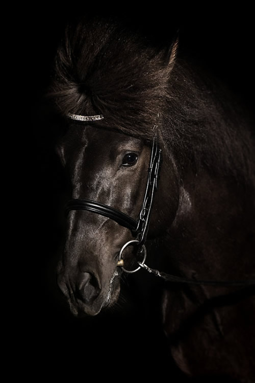 Gigja Einarsdottir is from Iceland and she loves to shoot horses in the most unbelievable way you will see