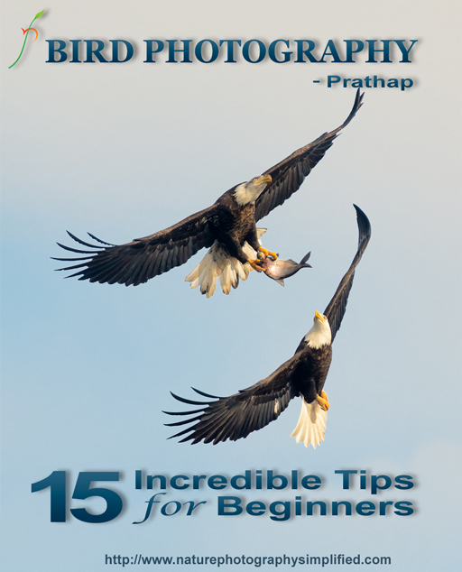 Bird Photography Tips for Beginners