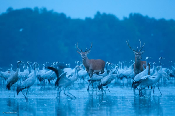 'Red Deer and Cranes' by Marek Kosinski