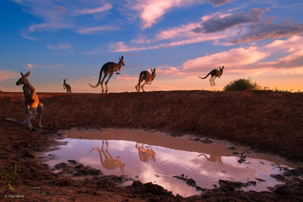 'Red Kangaroos at Waterhole' by Theo Allofs