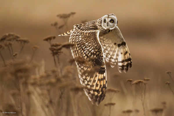 'Shoulder Check' by Henrik Nilsson