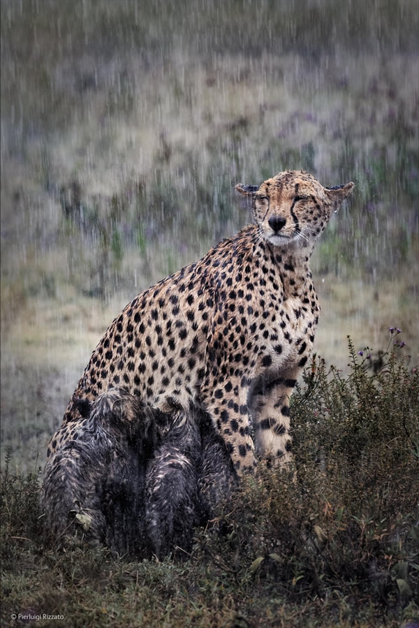 'Heavy Rain' by Pierluigi Rizzato