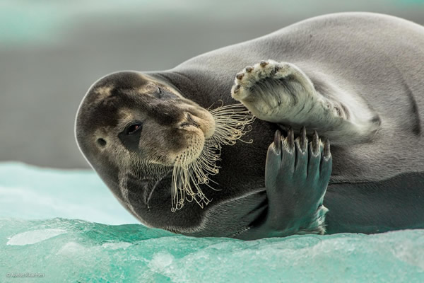 'Flirting Bearded Seal' by Audun Rikardsen