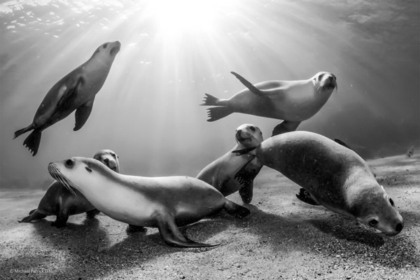 'Australian Sea Lion Pups' by Michael Patrick O'Neill