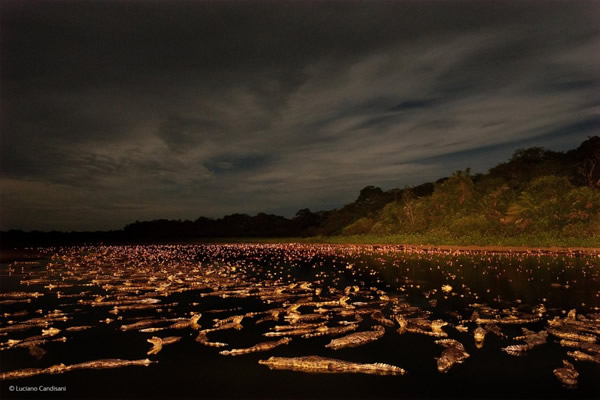 'Caiman Night' by Luciano Candisani