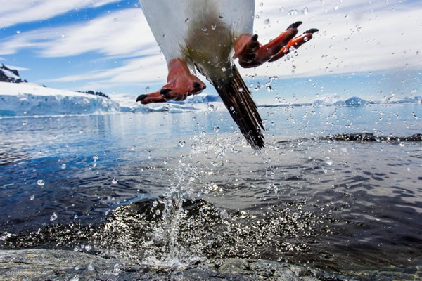 'Leaping Gentoo Penguin' by Paul Souders