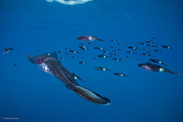 'Shoaling Reef Squid' by Tobias Bernhard