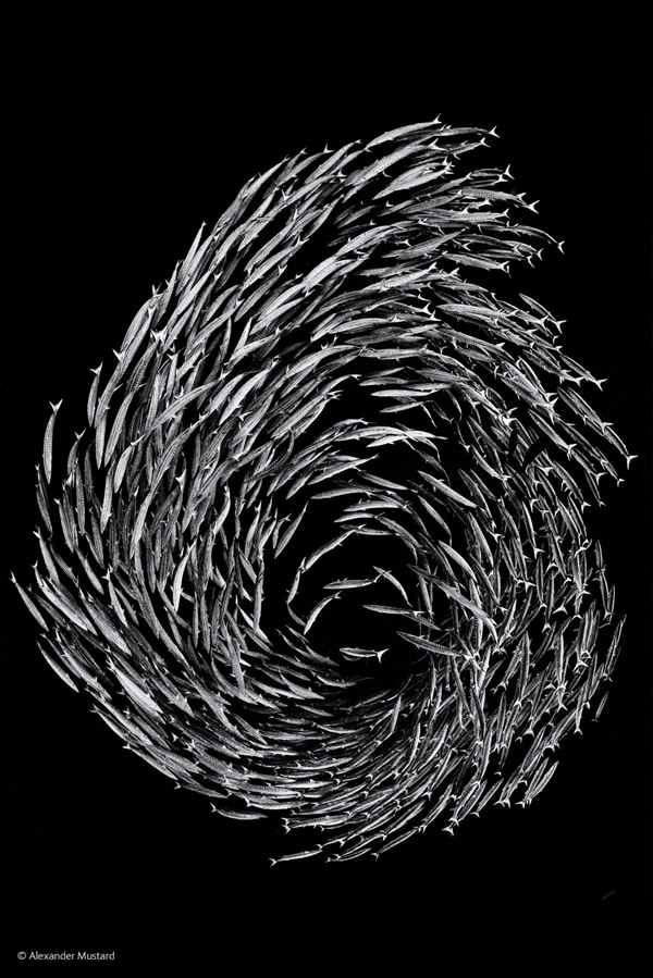 'Barracuda Swirl' by Alexander Mustard