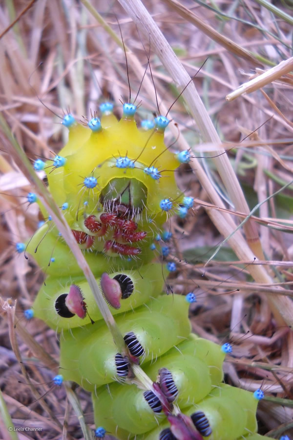 'Great Peacock Moth Caterpillar' by Leela Channer
