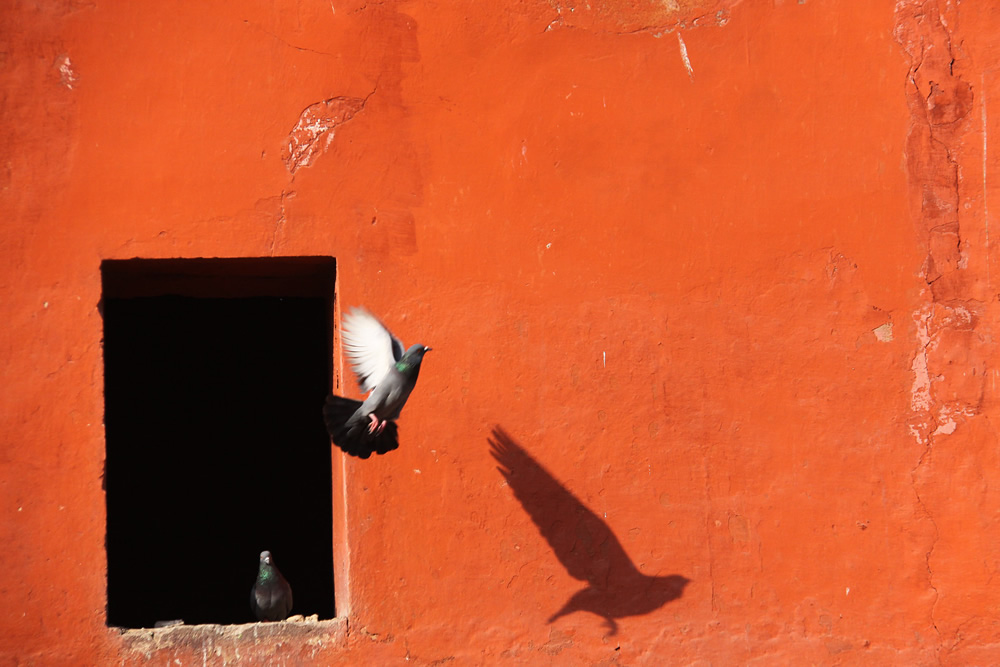 Birds in Street Photography