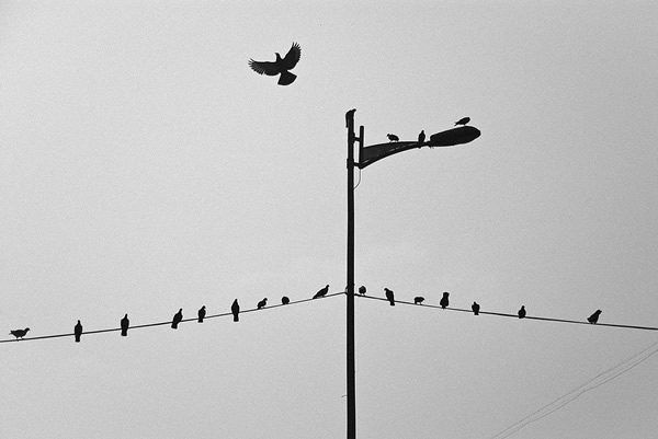 Birds in Street Photography