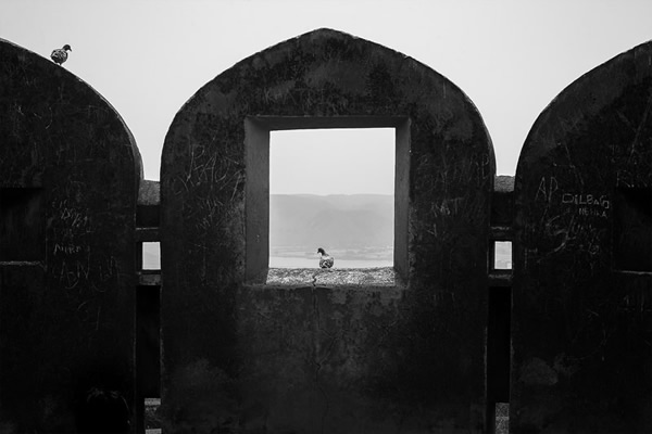 Birds in Street Photography